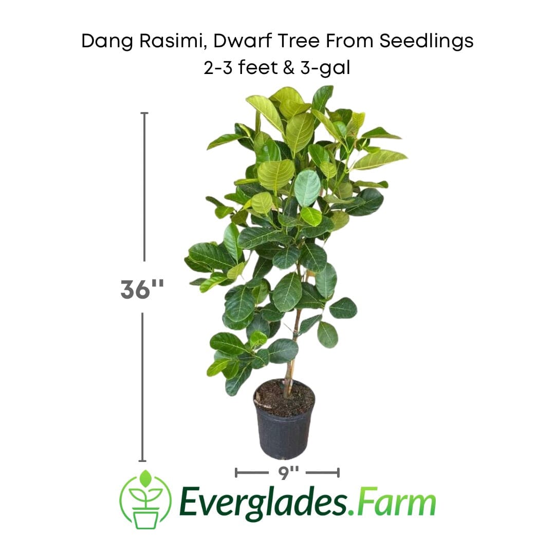 Dang Rasimi Jackfruit Dwarf Tree, from Seedlings Everglades Farm 2-3 feet & 3-gal