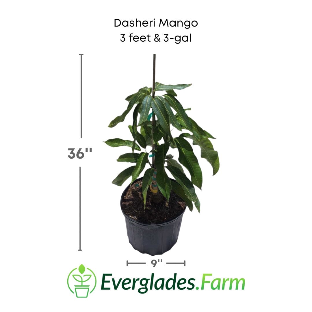 Dasheri, Dusari Mango Tree, Grafted Fruit Trees 102-Zill High Performance Plants 3 feet & 3-gal