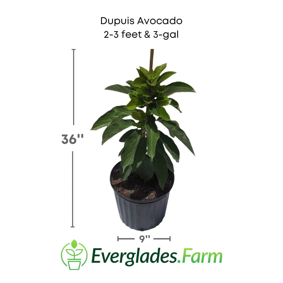 Dupuis Avocado Tree Grafted Fruit Trees 110-Guacalina Nursery & Broker 2-3 feet & 3-gal