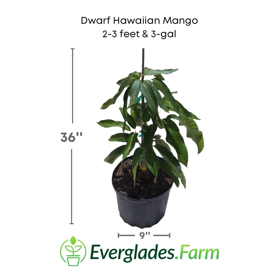 Dwarf Hawaiian Mango Tree, Grafted Fruit Trees 102-Zill High Performance Plants 2-3 feet & 3-gal