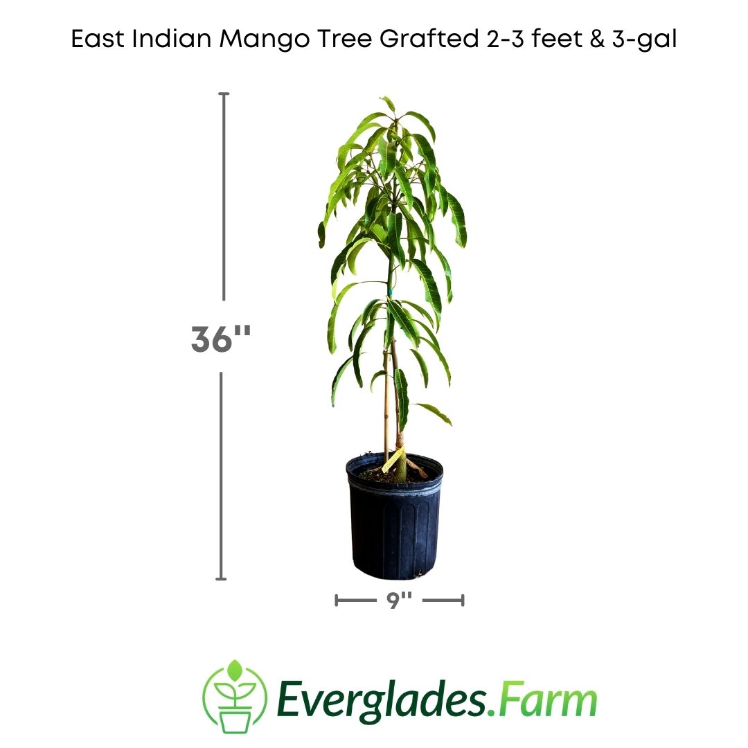 With its lush foliage and branches laden with promising mangoes, the East Indian Mango Tree Grafted adds a touch of exoticism to any landscape.