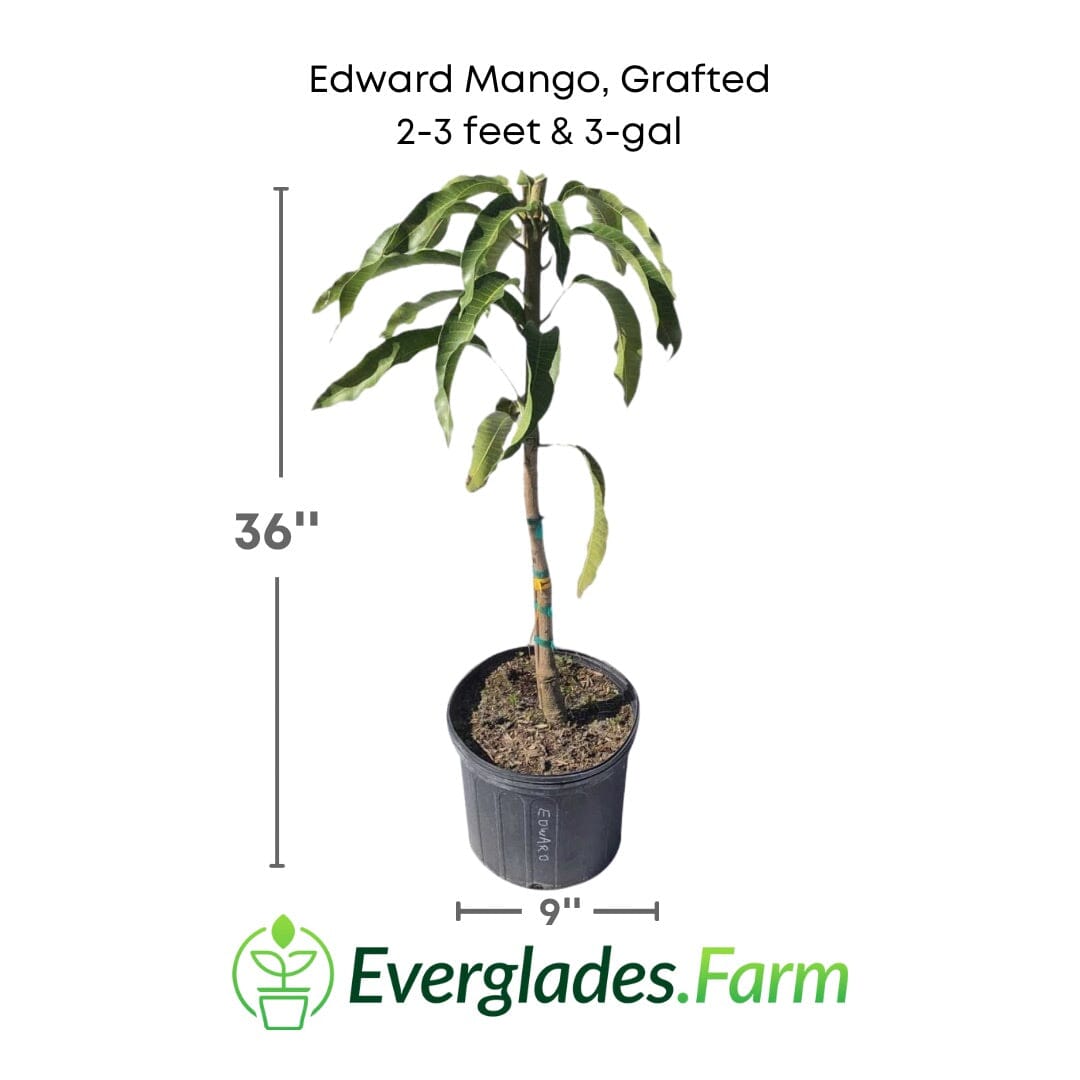 Edward Mango Tree, Grafted 102-Zill High Performance Plants 2-3 feet & 3-gal