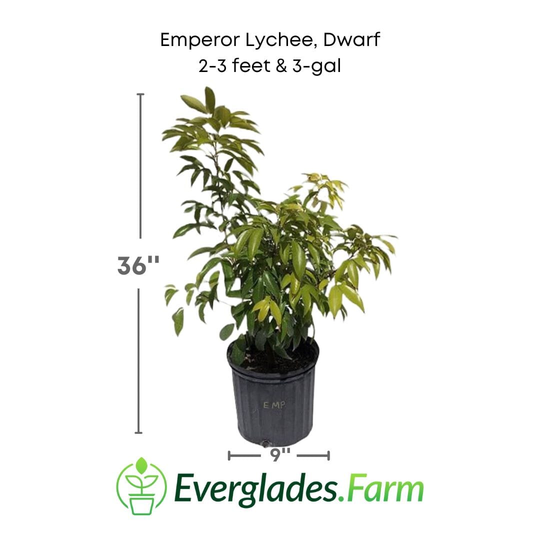 Emperor Lychee Tree, Dwarf, Air-Layered Fruit Trees 103-Pine Island Nursery 2-3 feet & 3-gal