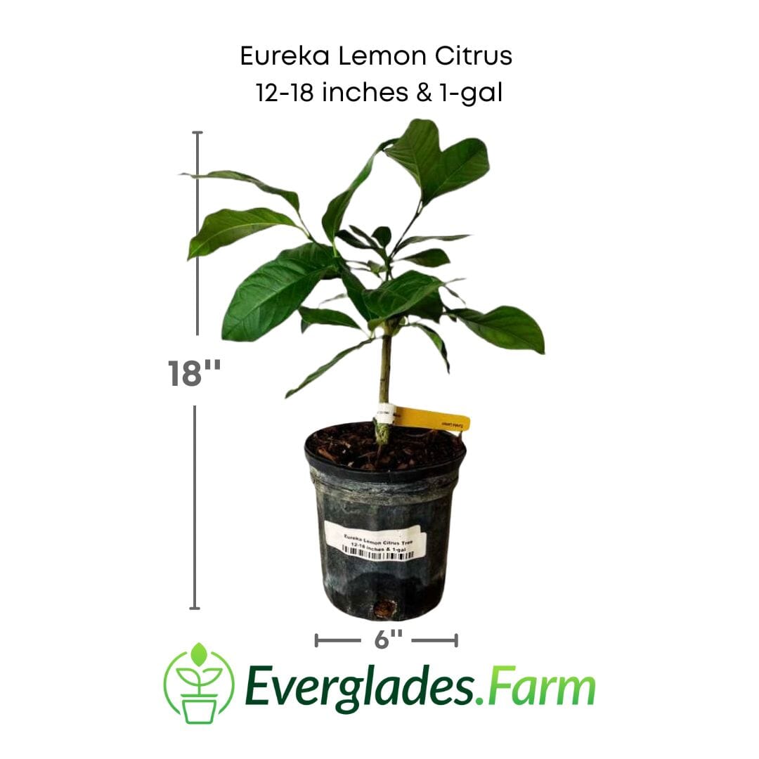 Eureka Lemon Citrus Tree 113-Brite Leaf Citrus Nursery 12-18 inches & 1-gal