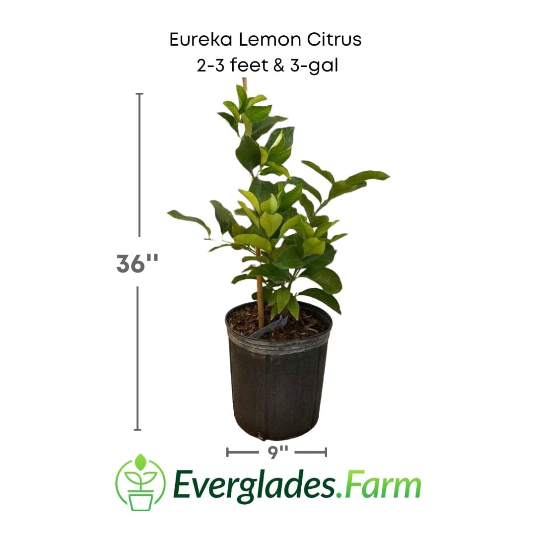 Eureka Lemon Citrus Tree 113-Brite Leaf Citrus Nursery 2-3 feet & 3-gal