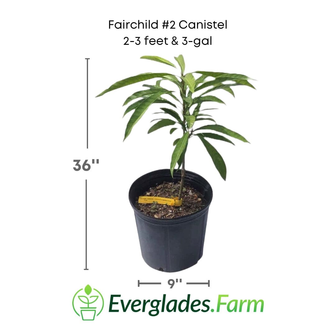 Fairchild #2 Canistel Tree Grafted 112-Lara Farm 2-3 feet & 3-gal