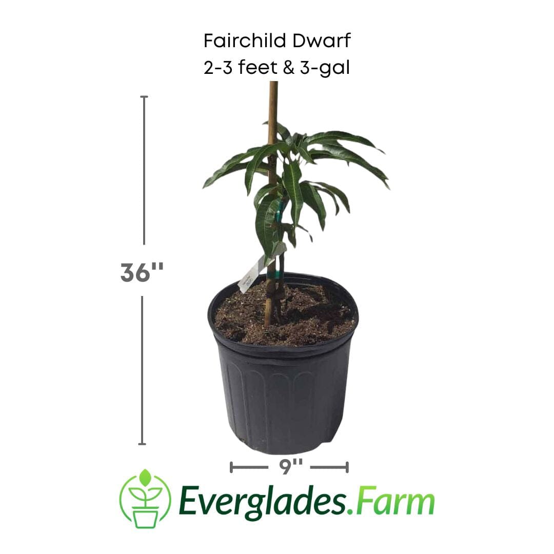 Fairchild Dwarf Mango Tree, Grafted Fruit Trees 102-Zill High Performance Plants 2-3 feet & 3-gal