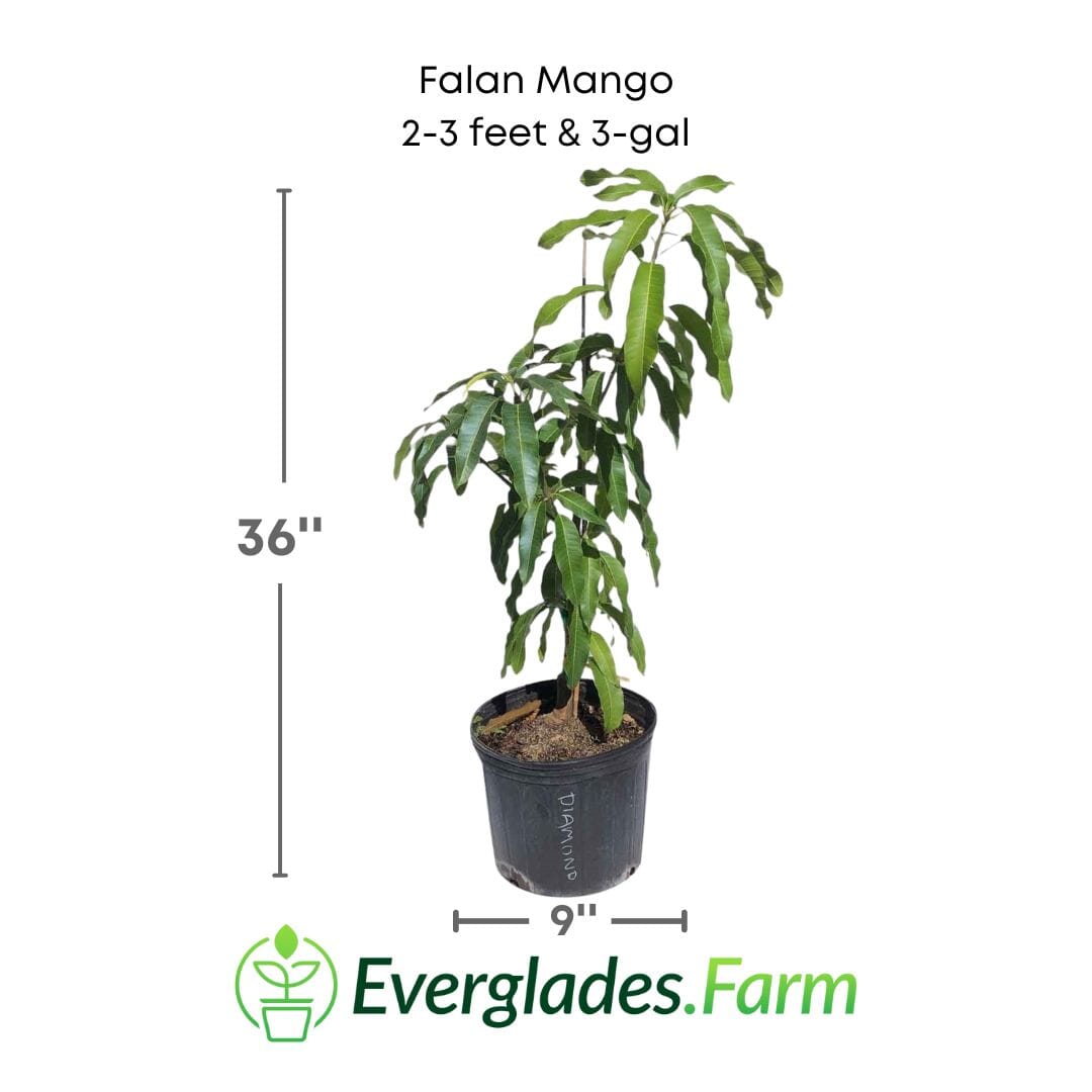 Falan Mango Tree, Grafted 102-Zill High Performance Plants 2-3 feet & 3-gal