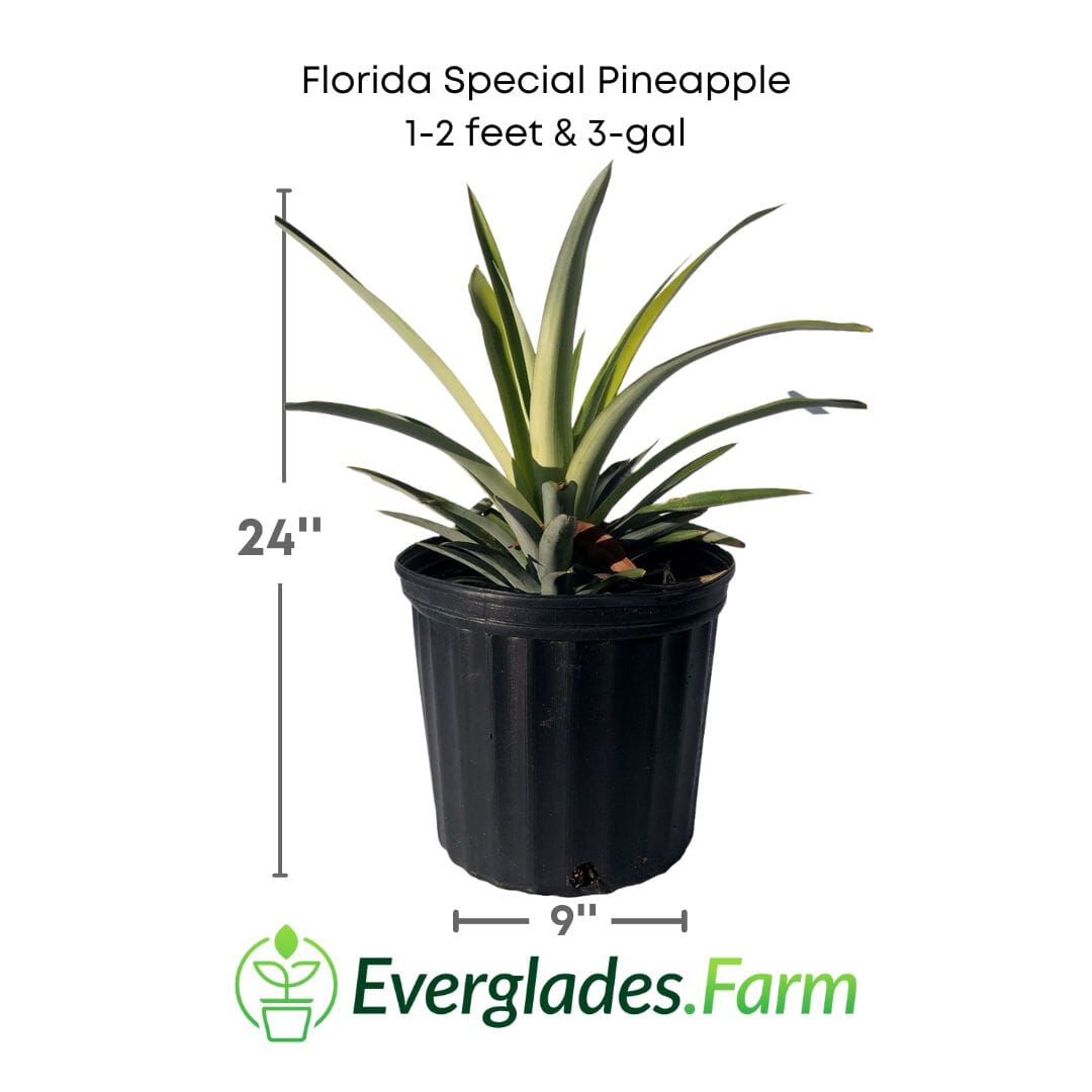 Florida Special Pineapple Plant (Ananas comosus) - Sweet, Juicy, and Cold Hardy Fruit Trees 103-Pine Island Nursery 1-2 feet & 3-gal