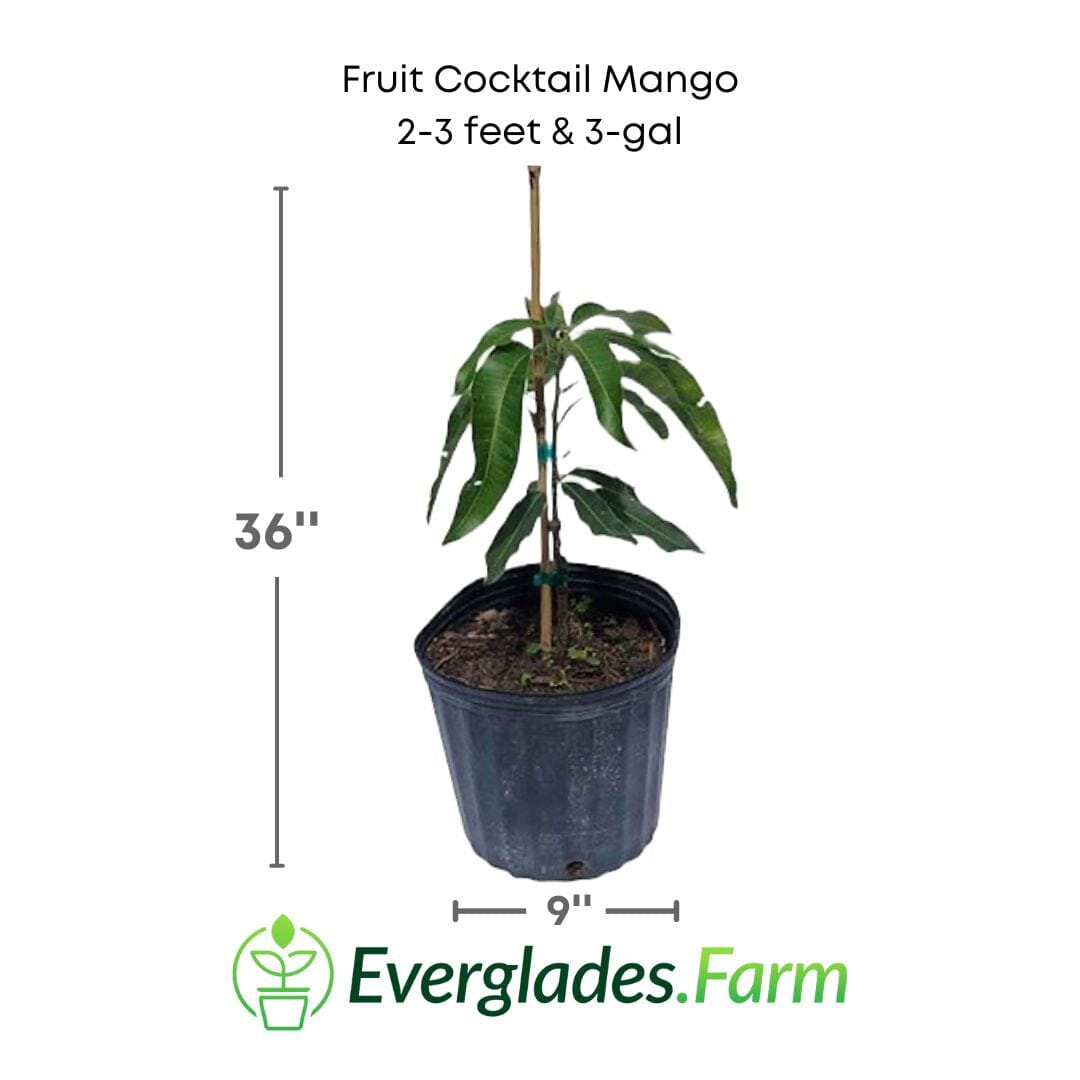 Fruit Cocktail Mango Tree Grafted Fruit Trees 102-Zill High Performance Plants 2-3 feet & 3-gal