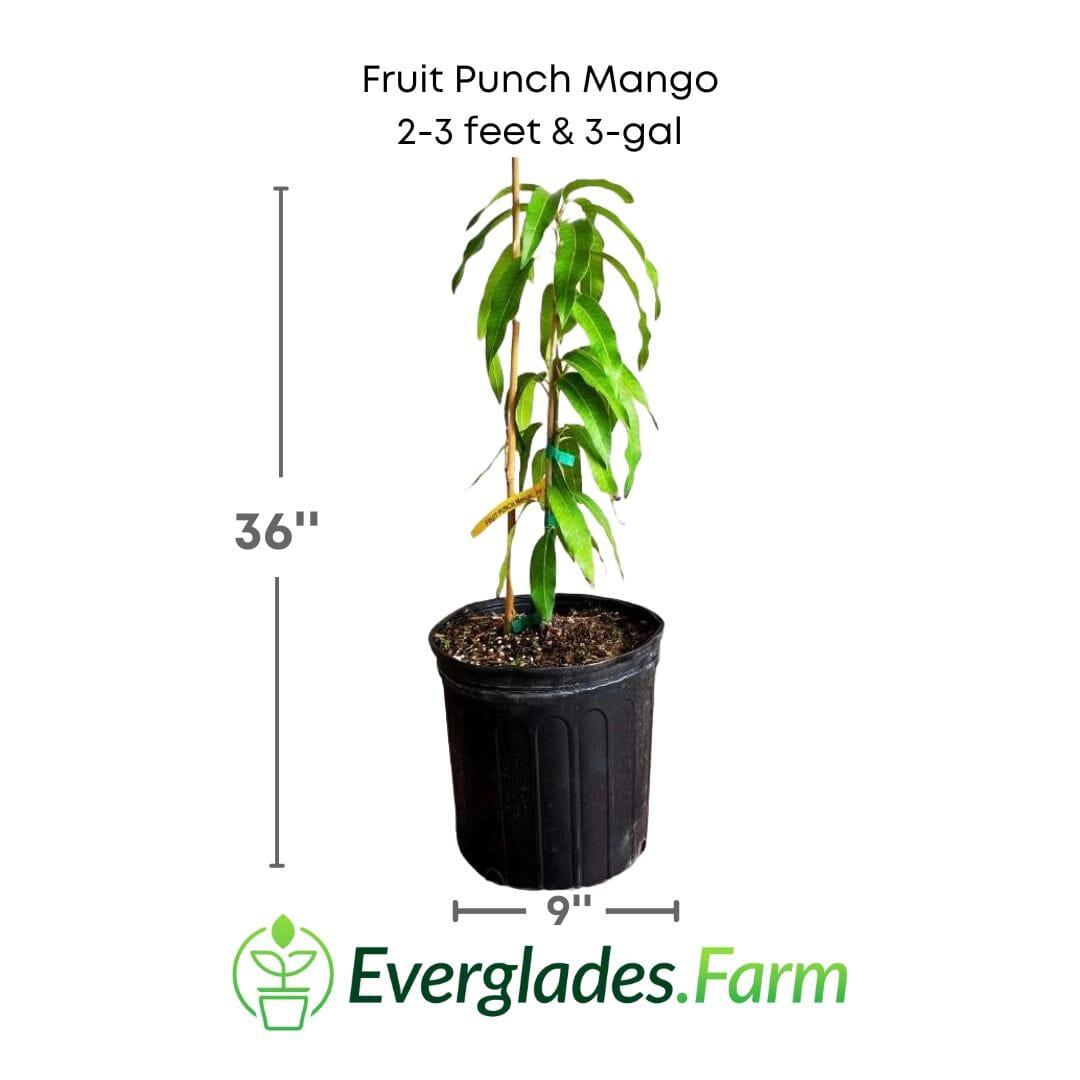 Fruit Punch Mango Tree, Grafted Fruit Trees 102-Zill High Performance Plants 2-3 feet & 3-gal