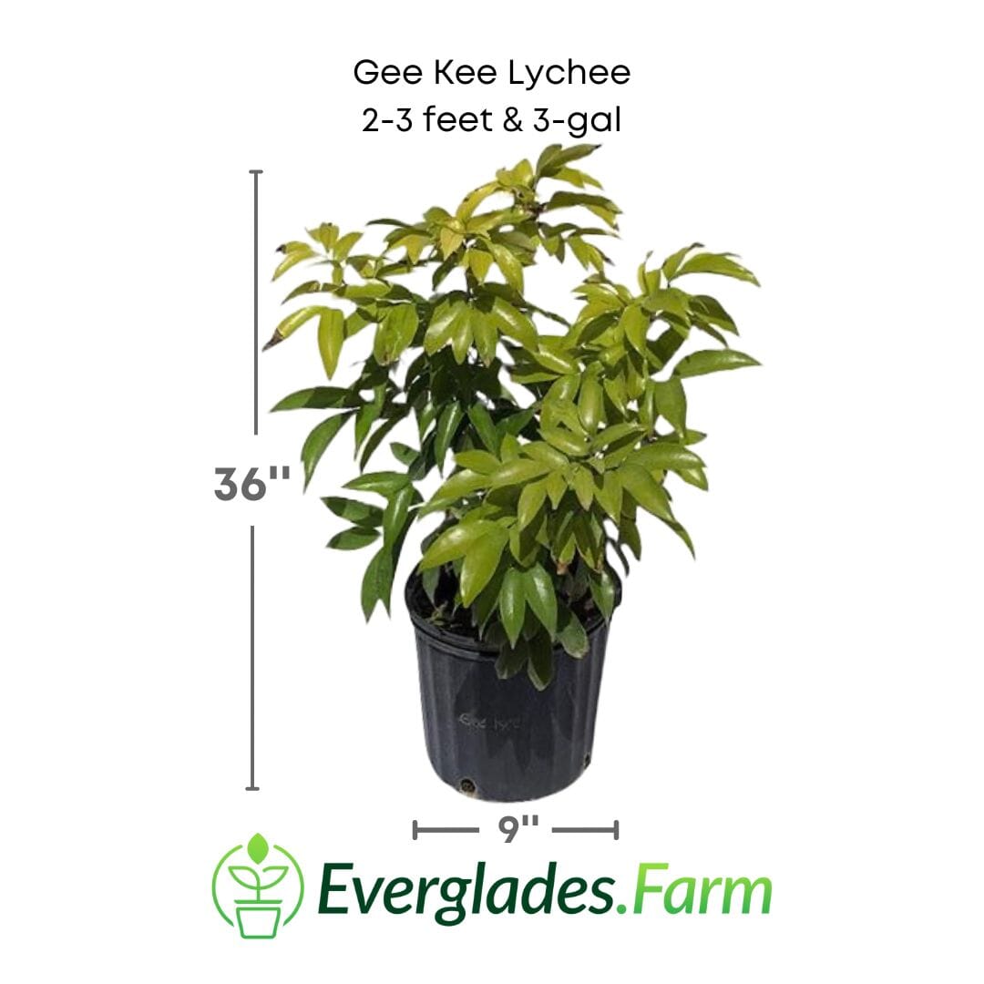 Gee Kee Lychee Tree Air Layered Fruit Trees 112-Lara Farm 2-3 feet & 3-gal