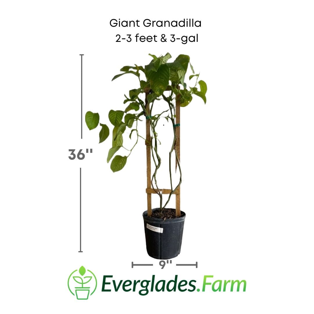 Giant Granadilla Plant 111-Lalo Melo 2-3 feet & 3-gal