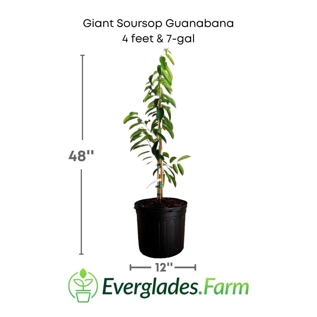 Giant Soursop Guanabana Grafted Fruit Tree Fruit Trees 112-Lara Farm 4 feet & 7-gal