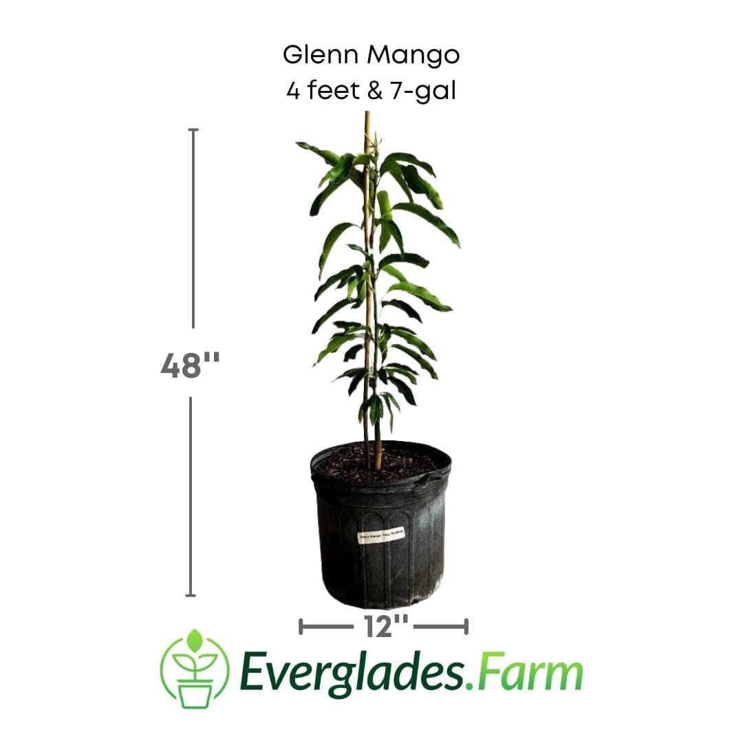 Glenn Mango Tree, Grafted Fruit Trees 100-Carlos Tropical Fruits 4 feet & 7-gal