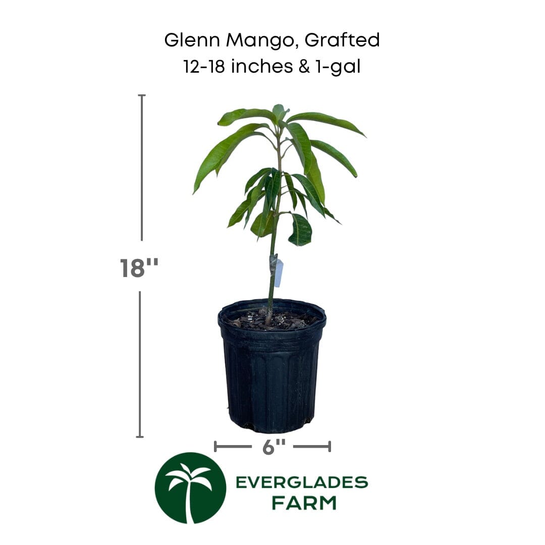 Glenn Mango Tree, Grafted Fruit Trees 100-Carlos Tropical Fruits 12-18 inches & 1-gal
