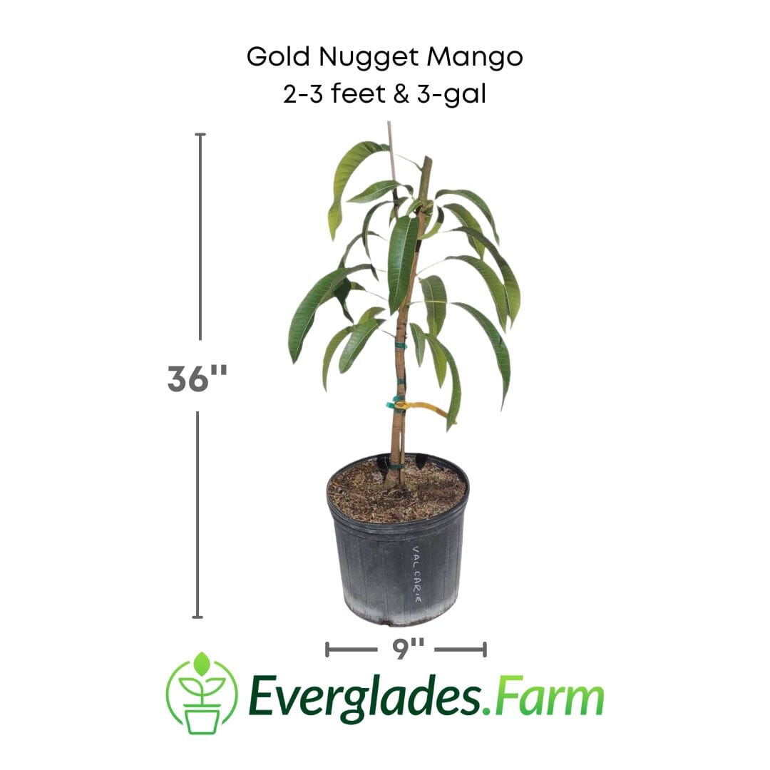 Gold Nugget Mango Tree, Grafted Fruit Trees 111-Lalo Melo 2-3 feet & 3-gal