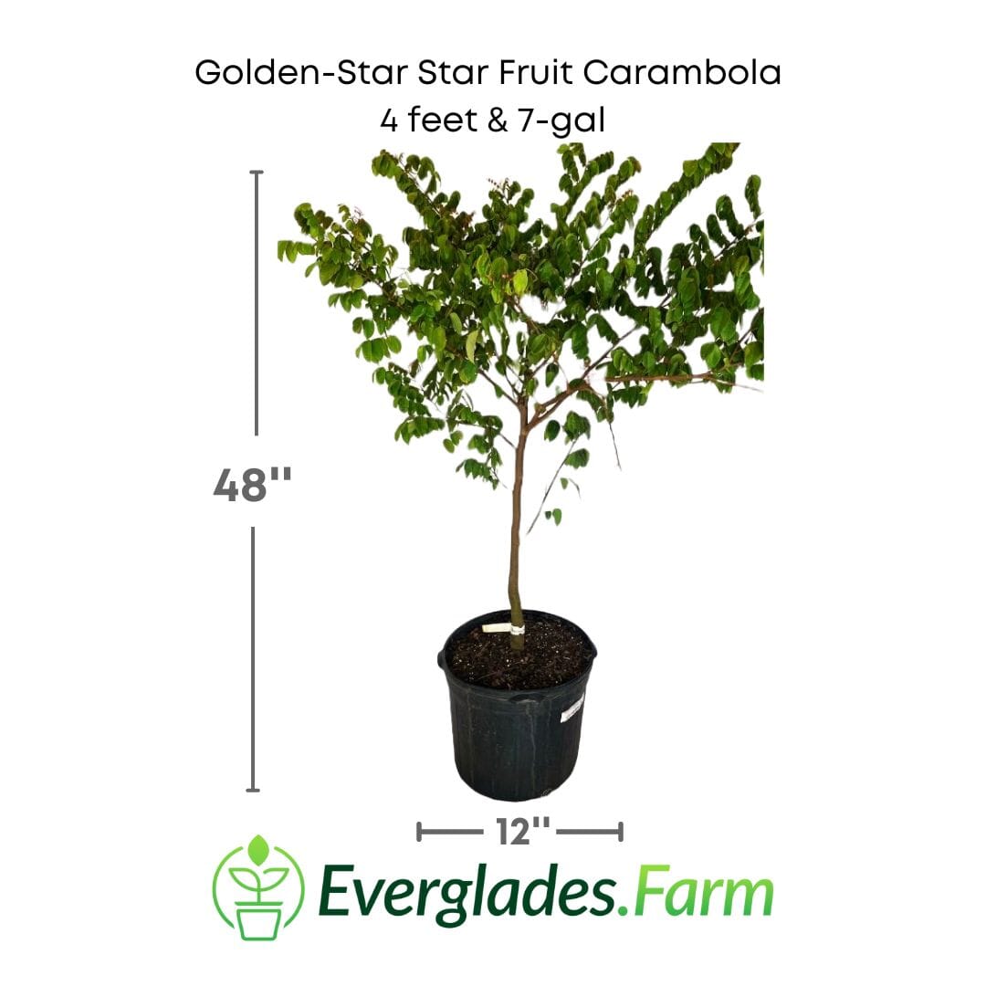 Golden-Star Star Fruit Carambola Fruit Tree, Grafted 100-Carlos Tropical Fruits 4 feet & 7-gal