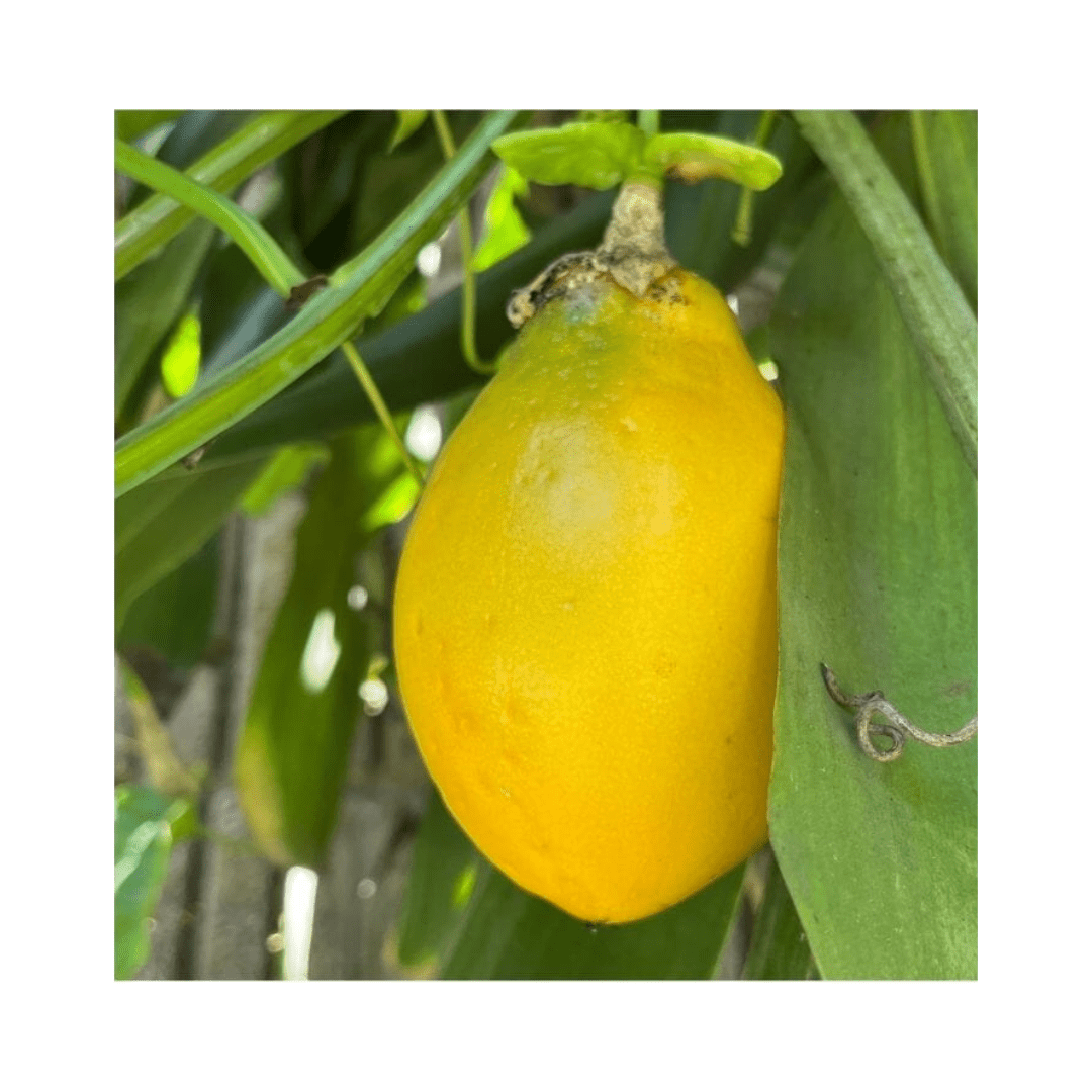 Mountain Sweet Granadilla Plant Exotic Passiflora ligularis from Guatemala Yellow Fruit (ripe) Everglades Farm