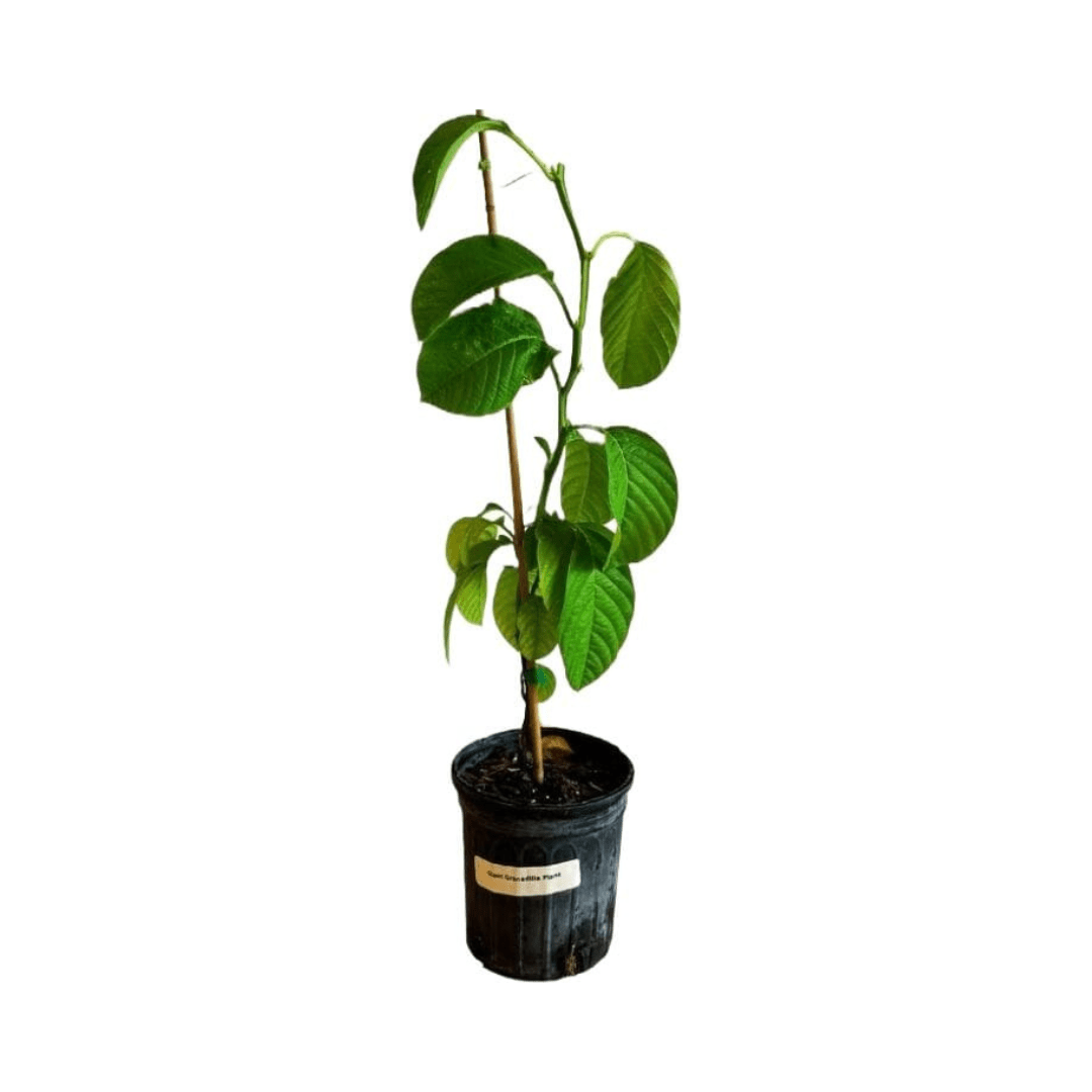 Giant Granadilla Plant 111-Lalo Melo 12-18 inches & 1-gal