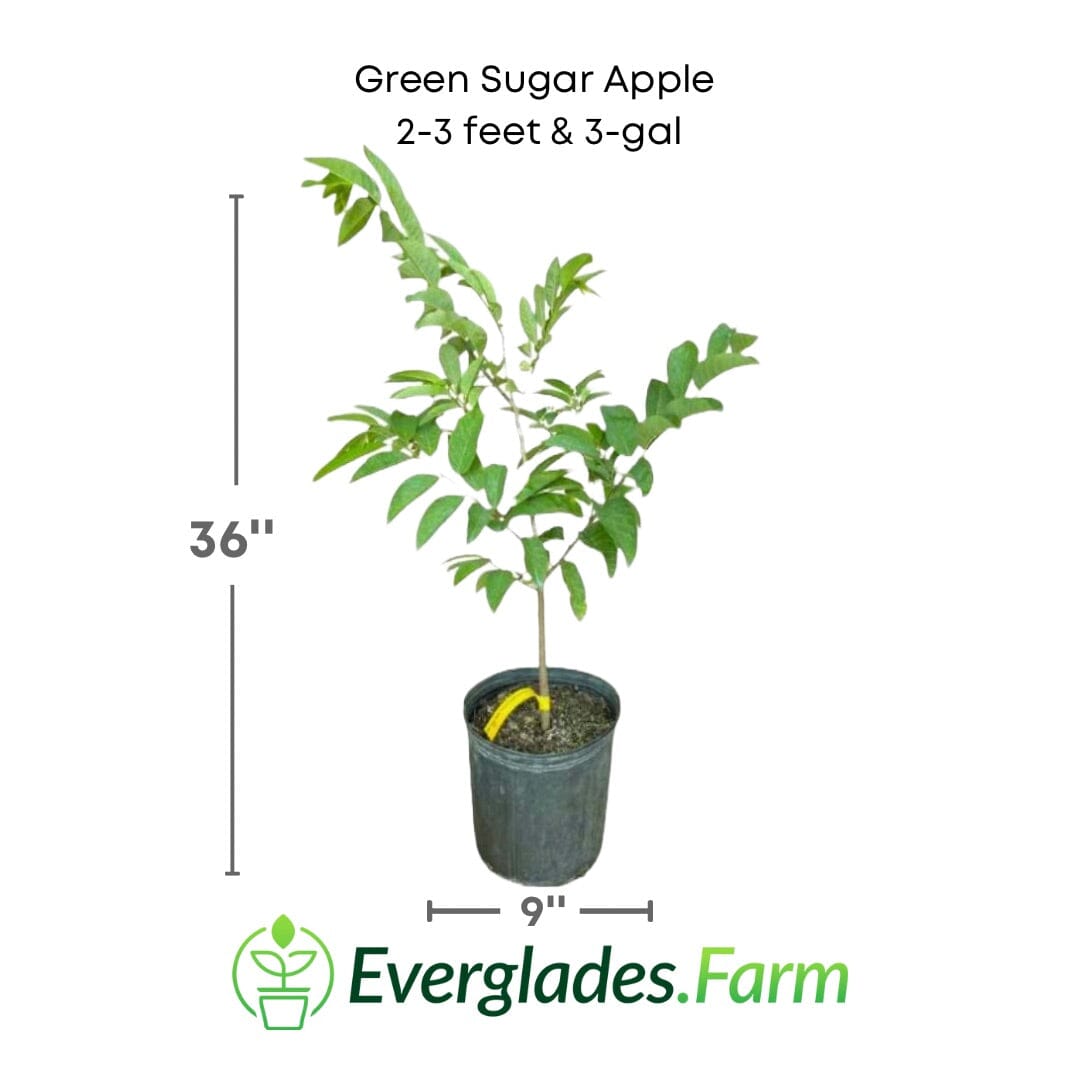 Green Sugar Apple, Sweetsop, Annona Tree Fruit Trees 100-Carlos Tropical Fruits 2-3 feet & 3-gal
