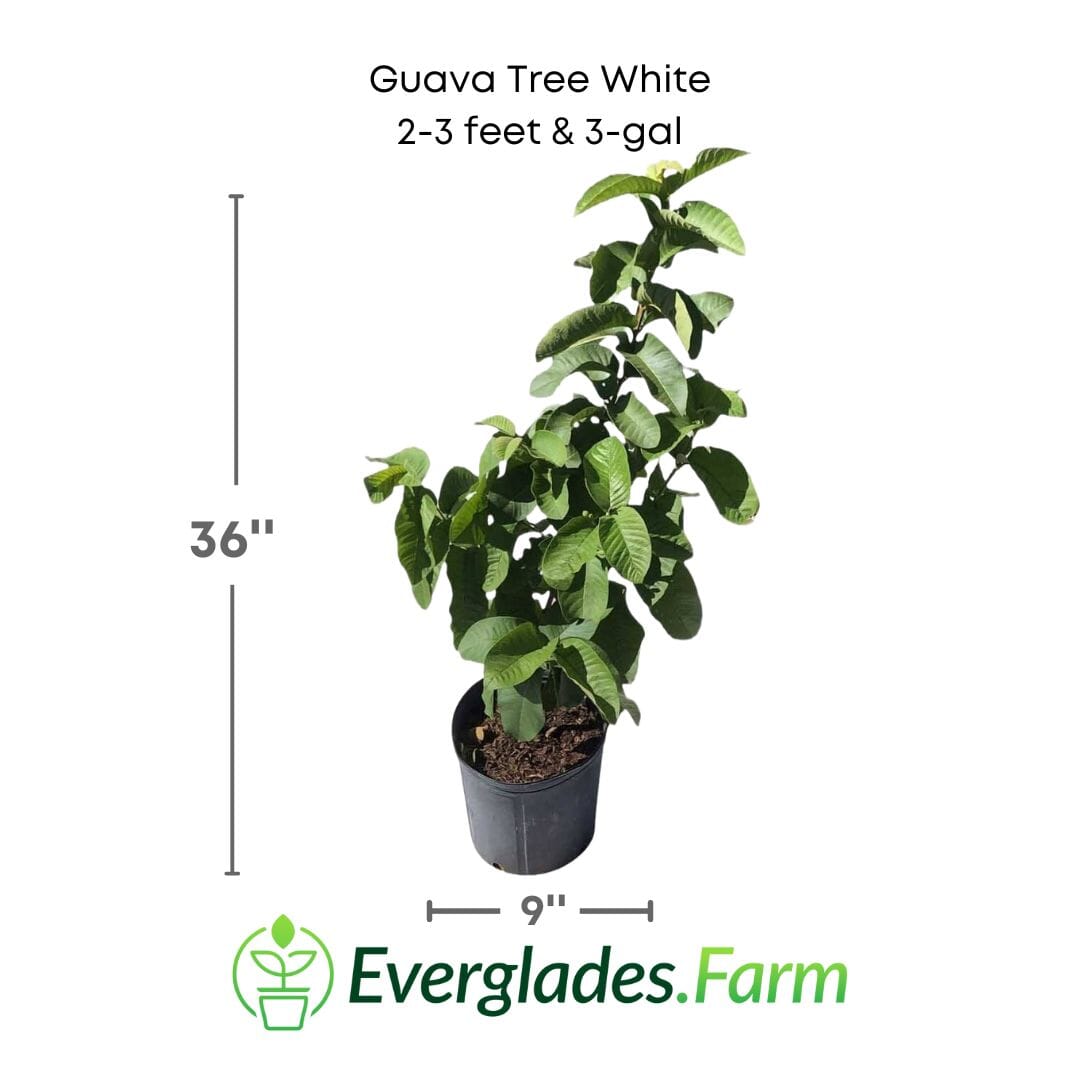 Guava Tree White Thai Variety Fruit Trees 100-Carlos Tropical Fruits 2-3 feet & 3-gal