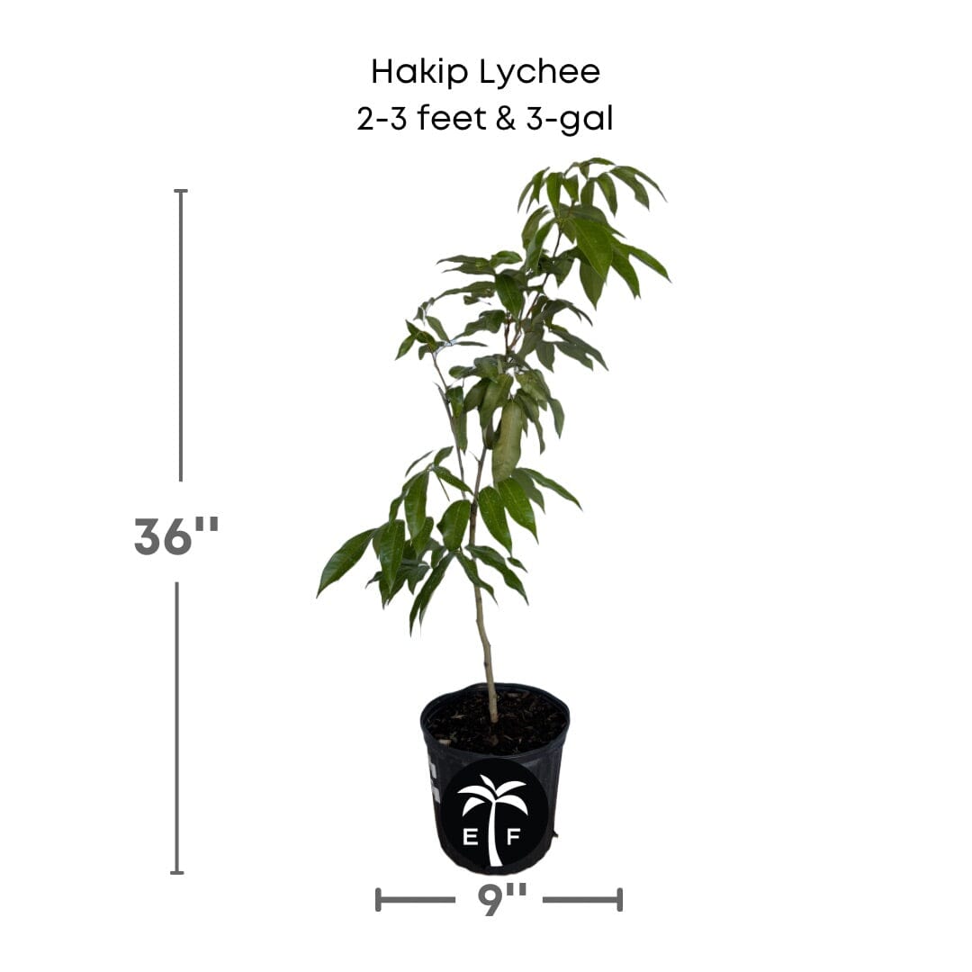 Hakip Lychee Tree, Air-Layered Fruit Trees 100-Carlos Tropical Fruits 2-3 feet & 3-gal