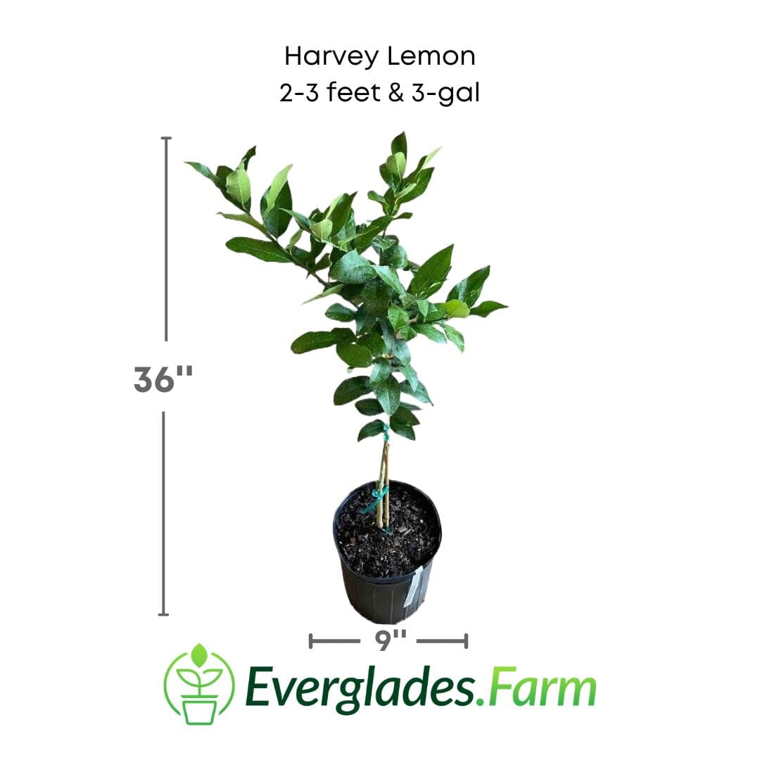 Harvey Lemon Tree 123-Holmberg Farms, Inc. 2-3 feet & 3-gal