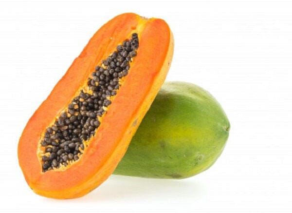 Broadleaf Dwarf Papaya Plant - Tropical Tree with Stunning Foliage Everglades Farm