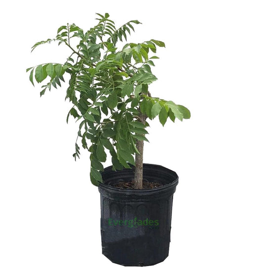 Red Spanish/Hog Plum, Ciruela, Jocote Rojo, Mombin Tree Fruit Trees 111-Lalo Melo