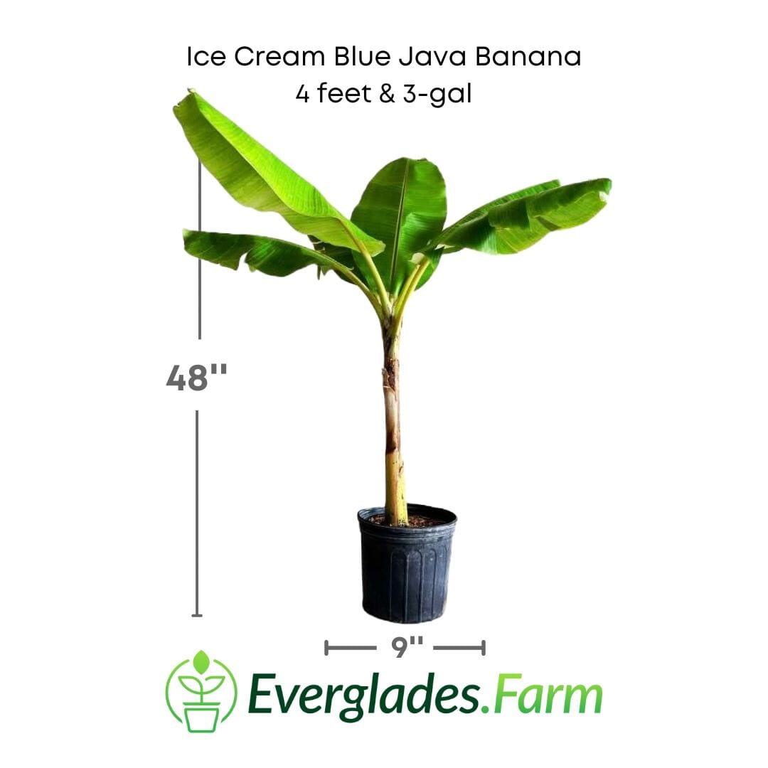 Ice Cream Blue Java Banana Plant Fruit Trees 109-Going Bananas 4 feet & 3-gal