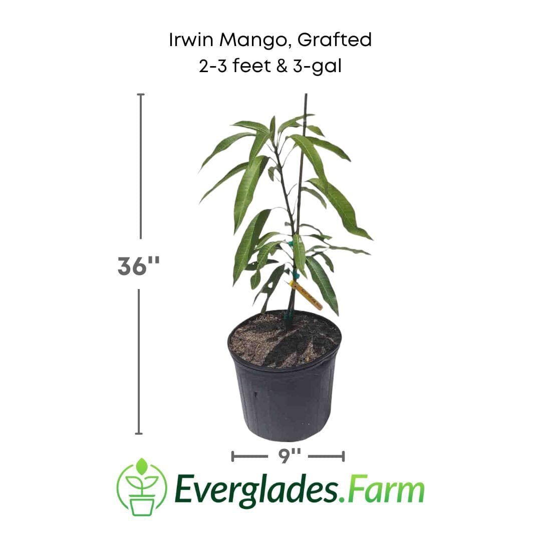 Irwin Mango Tree, Grafted Fruit Trees 102-Zill High Performance Plants 2-3 feet & 3-gal