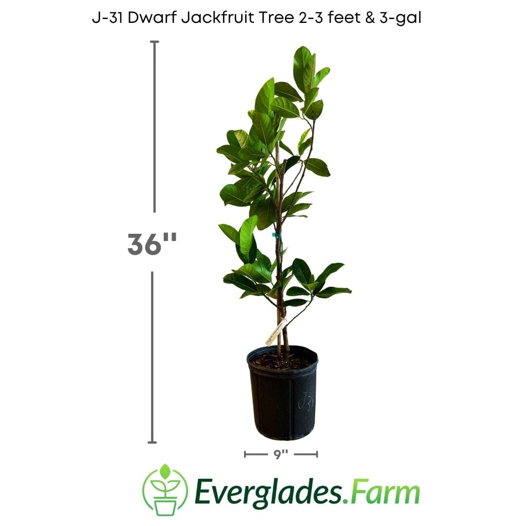J-31 Dwarf Jackfruit Tree, Grafted 100-Carlos Tropical Fruits 2-3 feet & 3-gal