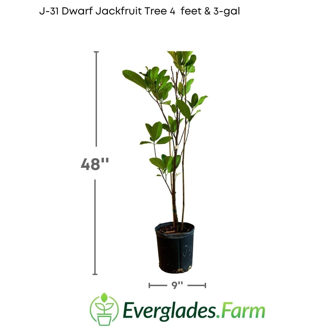 J-31 Dwarf Jackfruit Tree, Grafted 100-Carlos Tropical Fruits 4 feet & 3-gal
