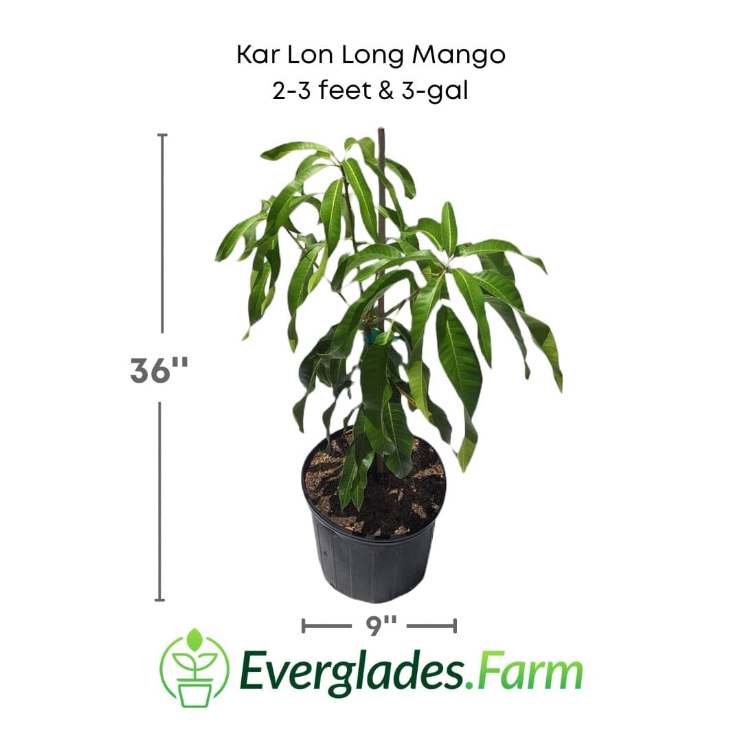 Kar Lon Long Mango tree, Grafted Fruit Trees 102-Zill High Performance Plants 2-3 feet & 3-gal