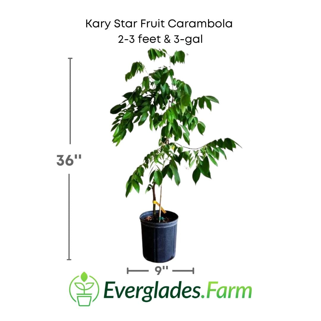 Kary Star Fruit Carambola Fruit Tree, Grafted 111-Lalo Melo 2-3 feet & 3-gal