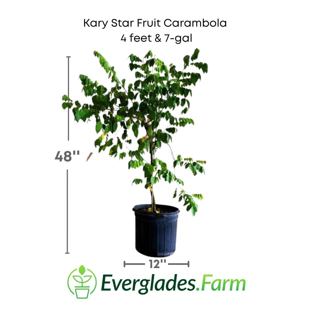 Kary Star Fruit Carambola Fruit Tree, Grafted 111-Lalo Melo 4 feet & 7-gal