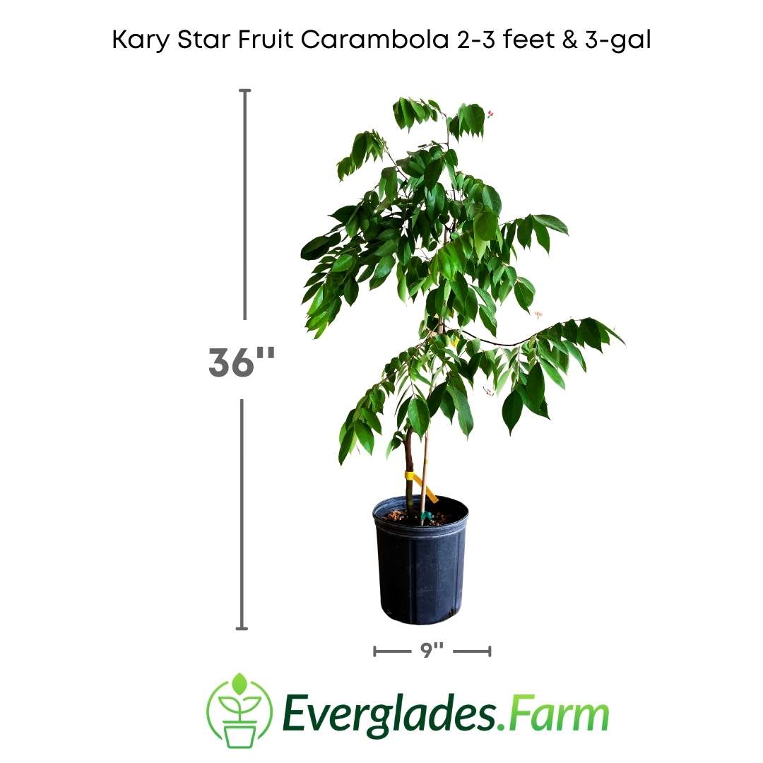 Kary Star Fruit Carambola Fruit Tree, Grafted