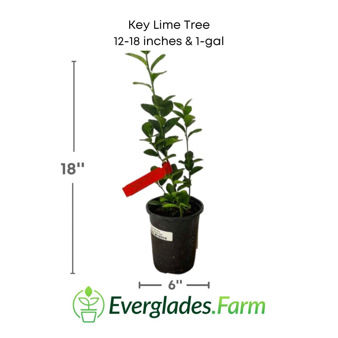 Key Lime Tree 113-Brite Leaf Citrus Nursery 24-30 inches & 1-gal