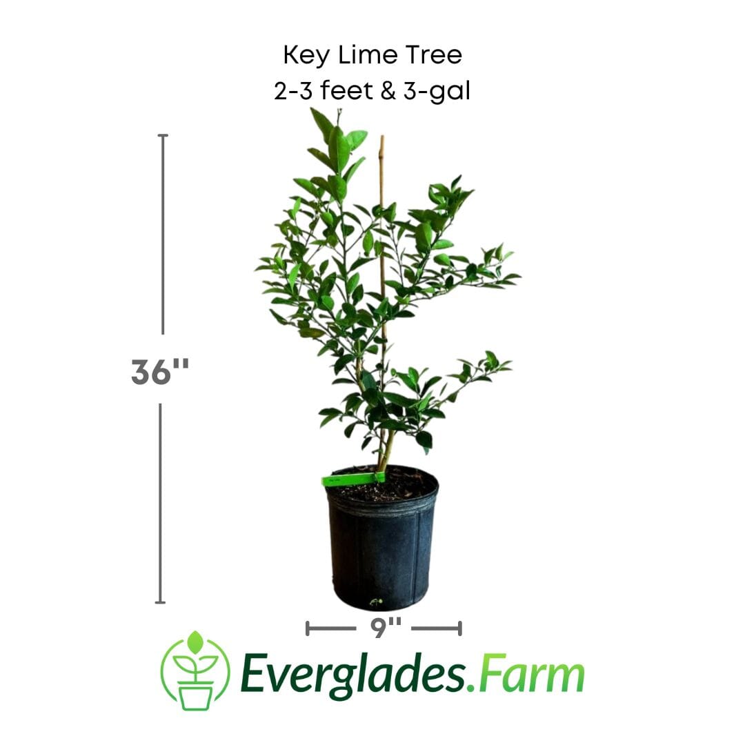 Key Lime Tree 113-Brite Leaf Citrus Nursery 2-3 feet & 3-gal