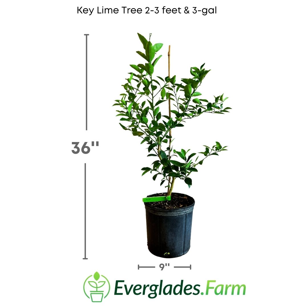 Key Lime Tree, for Sale from Florida Everglades Farm