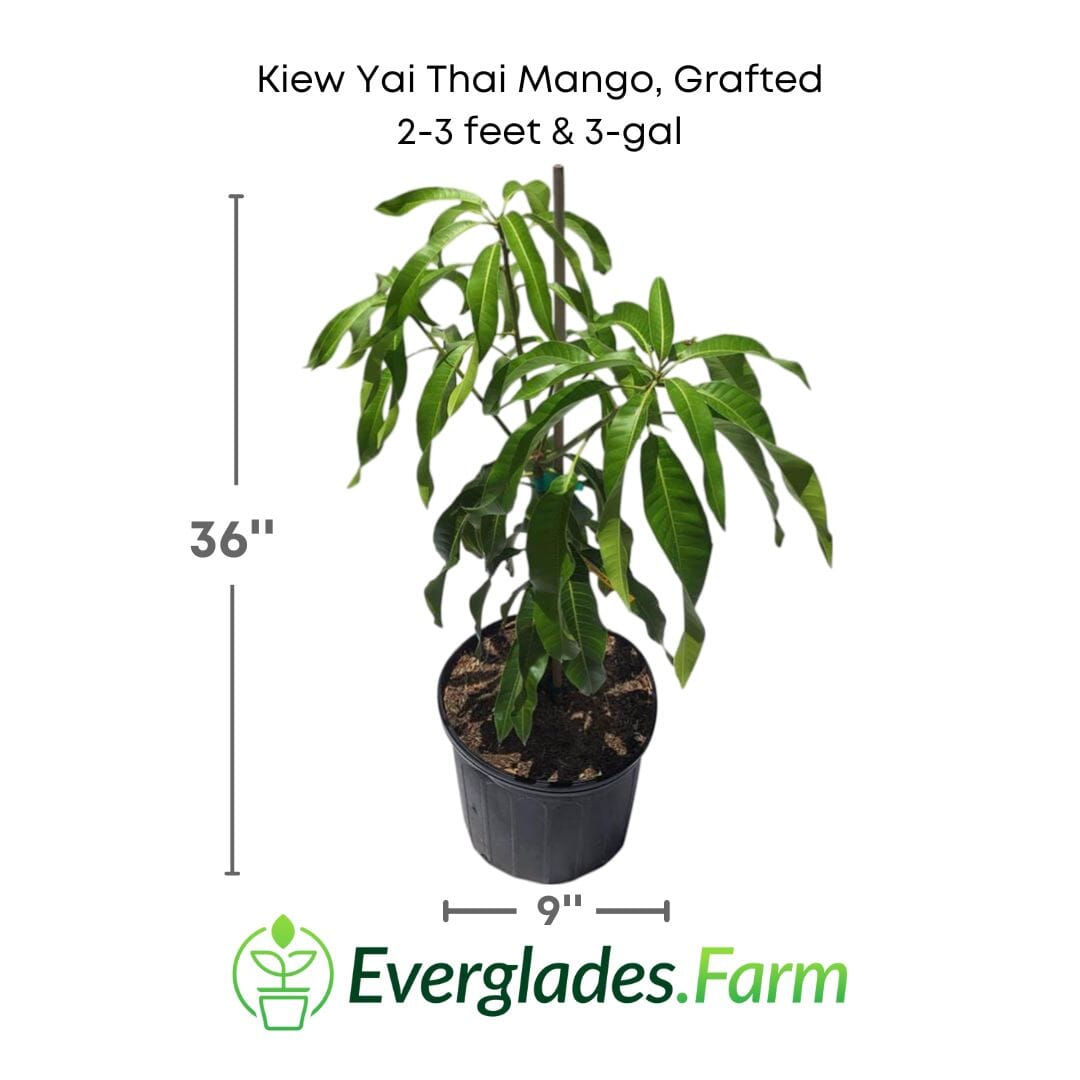 Kiew Yai Thai Mango Tree, Grafted Fruit Trees 102-Zill High Performance Plants 2-3 feet & 3-gal