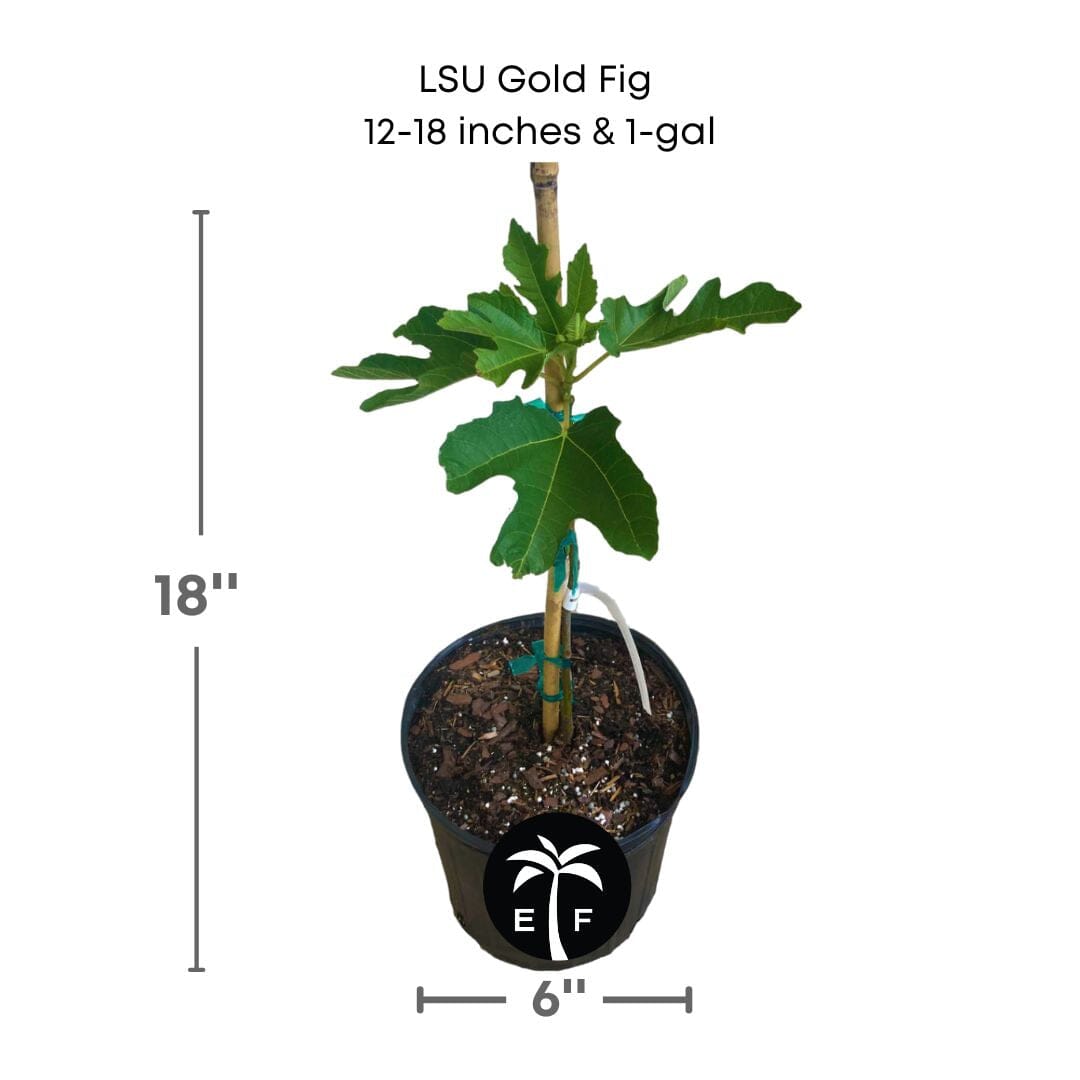 LSU Gold Fig Tree (Ficus carica 'LSU Gold') - Sweet, Golden Fruits for Your Garden Everglades Farm 12-18 inches & 1-gal