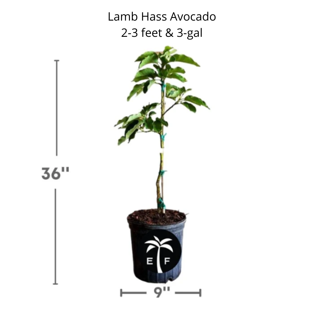 Lamb Hass Avocado Tree – Grafted, High-Yield, Late-Season, Compact Variety for Home Gardens
