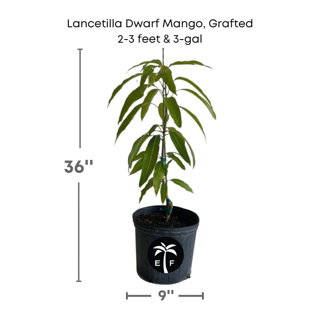 Lancetilla Dwarf Mango, Grafted Tree 103-Pine Island Nursery 2-3 feet & 3-gal