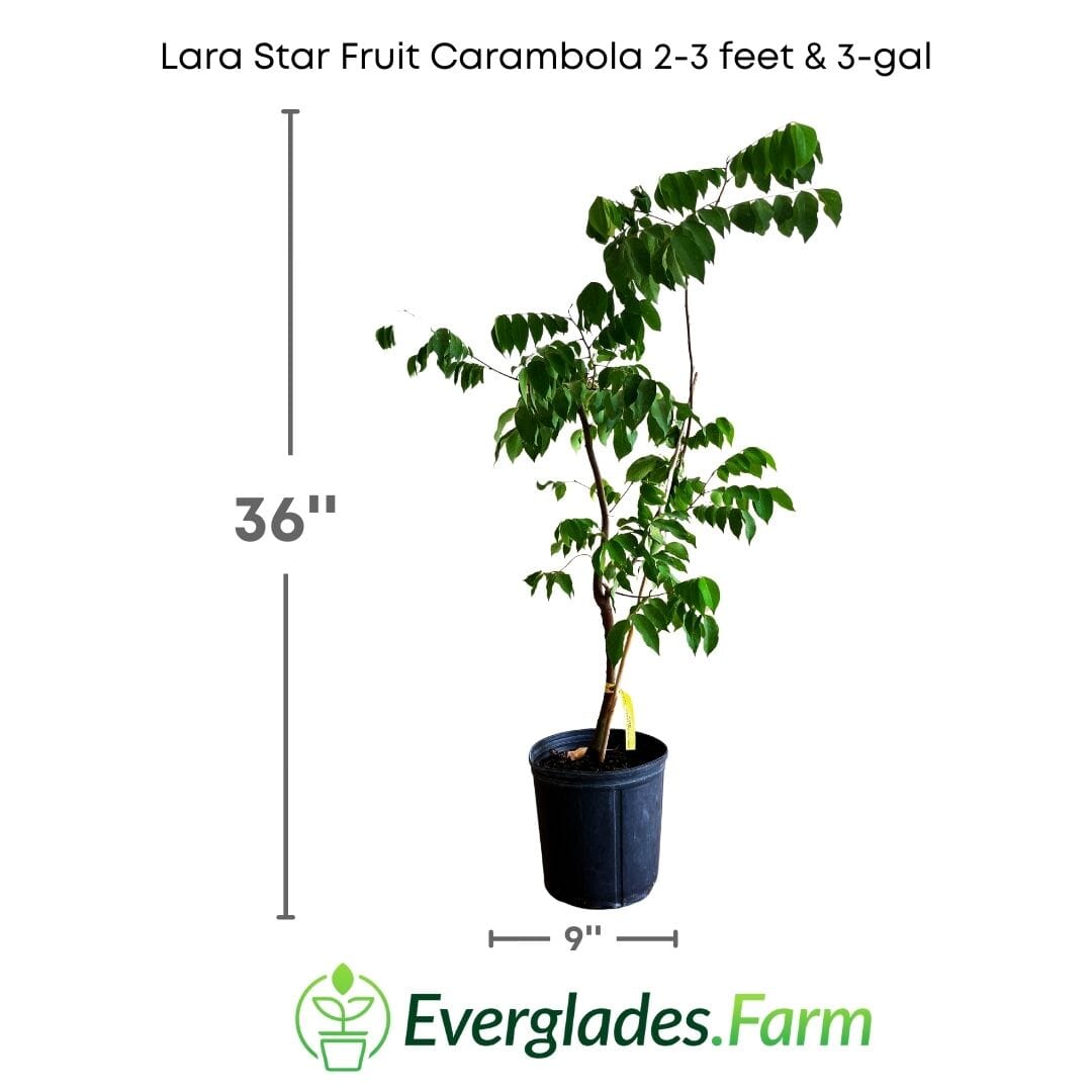 Lara Star Fruit Carambola Fruit Tree, Grafted 100-Carlos Tropical Fruits 2-3 feet & 3-gal