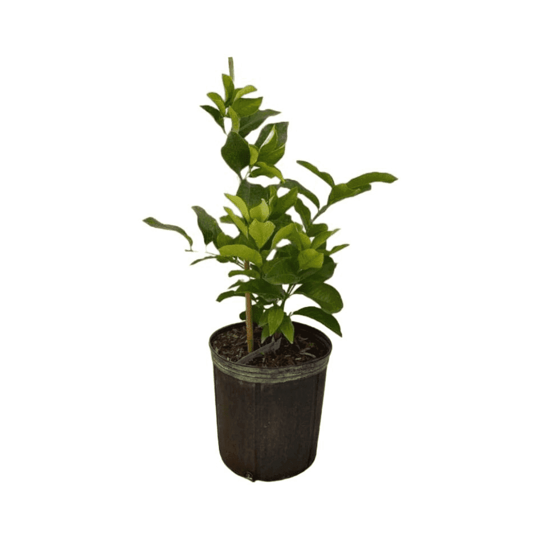 Eureka Lemon Tree Dwarf Grafted 113-Brite Leaf Citrus Nursery