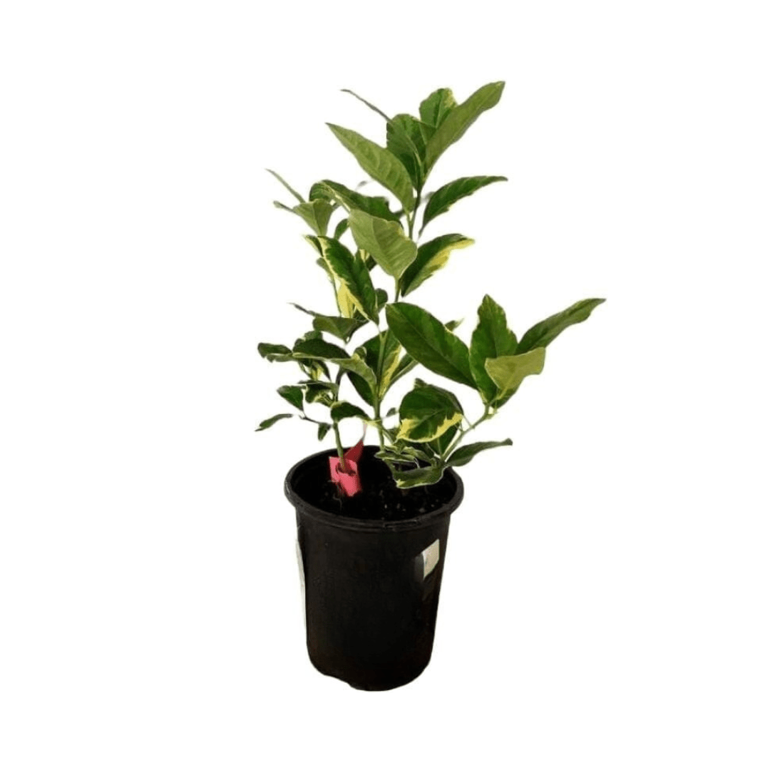 Pink Variegated Lemon Tree Grafted 113-Brite Leaf Citrus Nursery 3-4 feet & 3-gal
