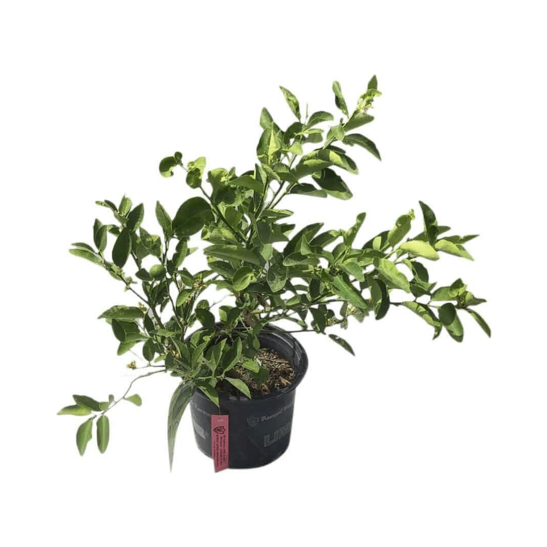 Key Lime Tree Grafted - Citrus Plant for Indoor/Outdoor Growing 113-Brite Leaf Citrus Nursery