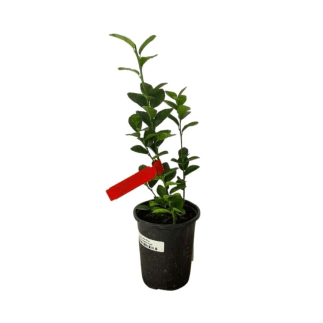 Key Lime Tree Grafted - Citrus Plant for Indoor/Outdoor Growing 113-Brite Leaf Citrus Nursery